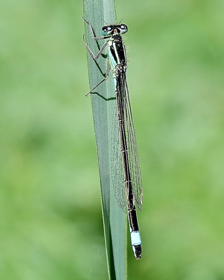 blue-tailed damselfly